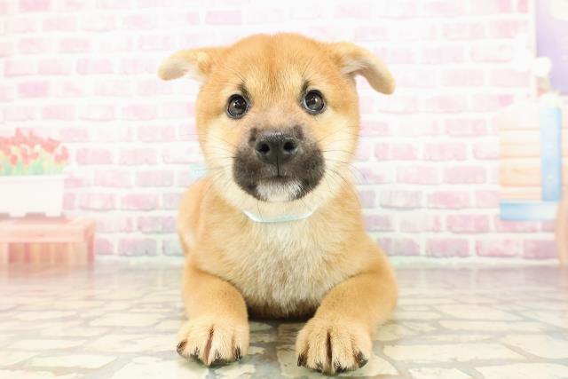 柴犬