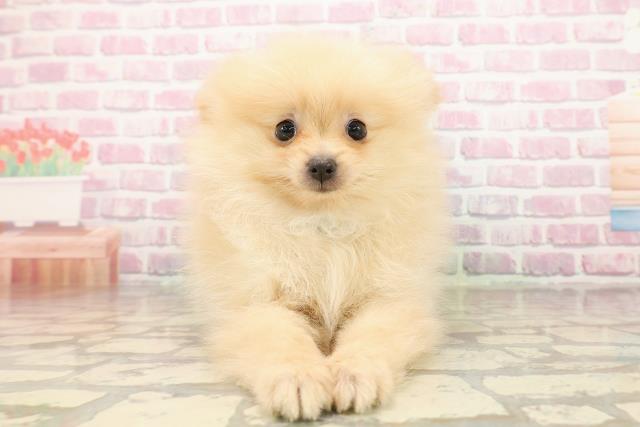 千葉県のポメラニアン (Coo&RIKUコメリパワー旭店/2025年8月9日生まれ/男の子/クリーム)の子犬