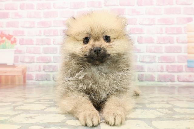 北海道のポメラニアン (Coo&RIKU札幌東店/2025年8月9日生まれ/女の子/ウルフセーブル)の子犬の1枚目の画像
