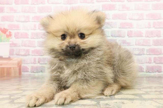 北海道のポメラニアン (Coo&RIKU札幌東店/2025年8月9日生まれ/女の子/ウルフセーブル)の子犬の2枚目の画像