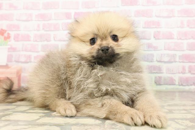 北海道のポメラニアン (Coo&RIKU札幌東店/2025年8月9日生まれ/女の子/ウルフセーブル)の子犬の3枚目の画像
