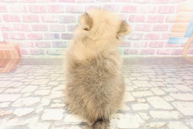 北海道のポメラニアン (Coo&RIKU札幌東店/2025年8月9日生まれ/女の子/ウルフセーブル)の子犬の4枚目の画像