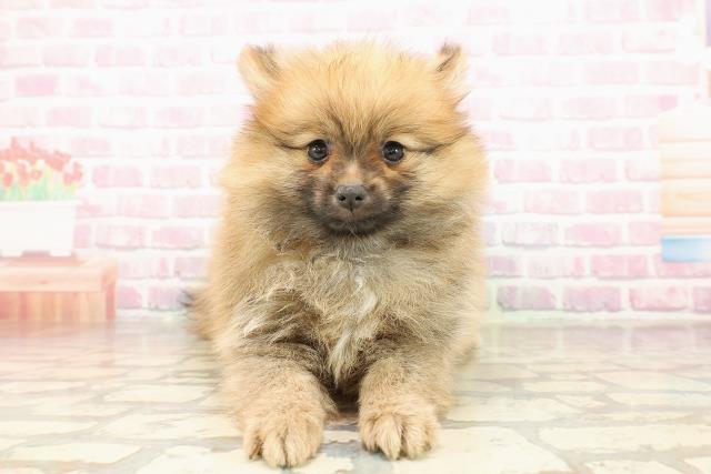 宮城県のポメラニアン (Coo&RIKU仙台太白店/2025年8月9日生まれ/女の子/オレンジ)の子犬の1枚目の画像
