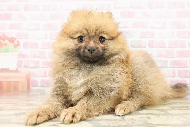 宮城県のポメラニアン (Coo&RIKU仙台太白店/2025年8月9日生まれ/女の子/オレンジ)の子犬の2枚目の画像