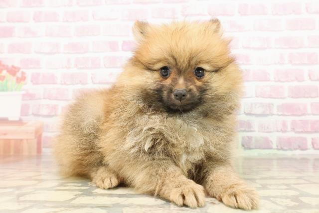 宮城県のポメラニアン (Coo&RIKU仙台太白店/2025年8月9日生まれ/女の子/オレンジ)の子犬の3枚目の画像