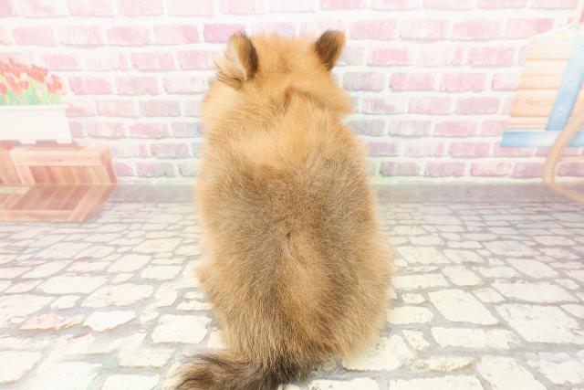 宮城県のポメラニアン (Coo&RIKU仙台太白店/2025年8月9日生まれ/女の子/オレンジ)の子犬の4枚目の画像