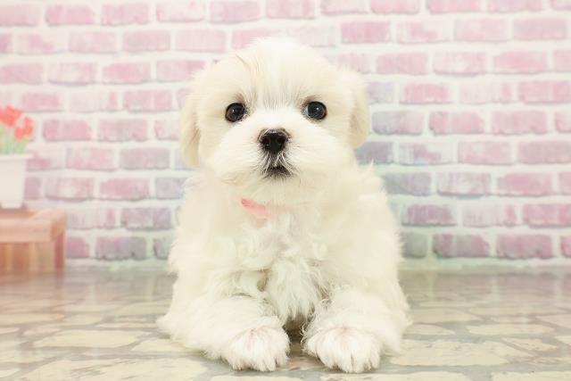 宮城県のマルチーズ (Coo&RIKU石巻店/2025年8月11日生まれ/女の子/ホワイト)の子犬の1枚目の画像