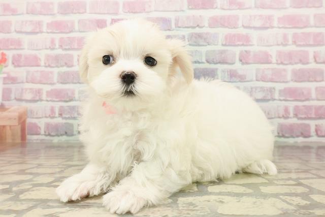 宮城県のマルチーズ (Coo&RIKU石巻店/2025年8月11日生まれ/女の子/ホワイト)の子犬の2枚目の画像