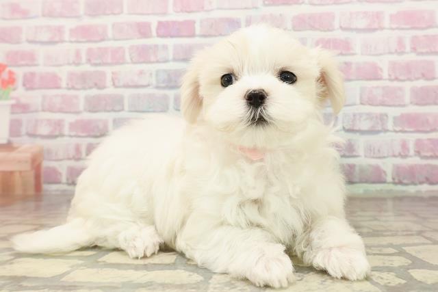 宮城県のマルチーズ (Coo&RIKU石巻店/2025年8月11日生まれ/女の子/ホワイト)の子犬の3枚目の画像