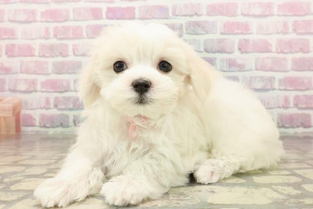 山形県のマルチーズ (Coo&RIKU山形店/2025年8月11日生まれ/女の子/ホワイト)の子犬の2枚目の画像