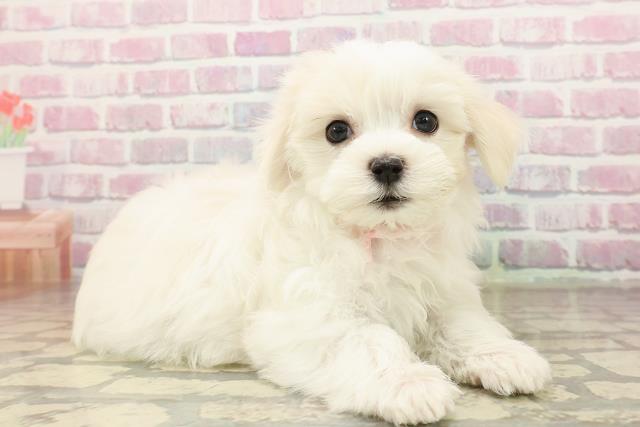 山形県のマルチーズ (Coo&RIKU山形店/2025年8月11日生まれ/女の子/ホワイト)の子犬の3枚目の画像