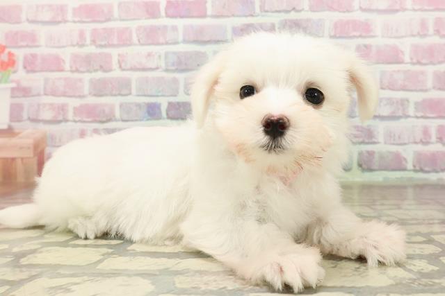 群馬県のマルチーズ (Coo&RIKU前橋店/2025年8月11日生まれ/女の子/ホワイト)の子犬の3枚目の画像