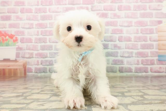 福井県のマルチーズ (Coo&RIKU福井店/2025年8月11日生まれ/男の子/ホワイト)の子犬