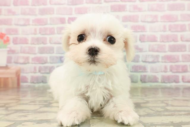 東京都のマルチーズ (Coo&RIKU東久留米店/2025年8月11日生まれ/男の子/ホワイト)の子犬の1枚目の画像