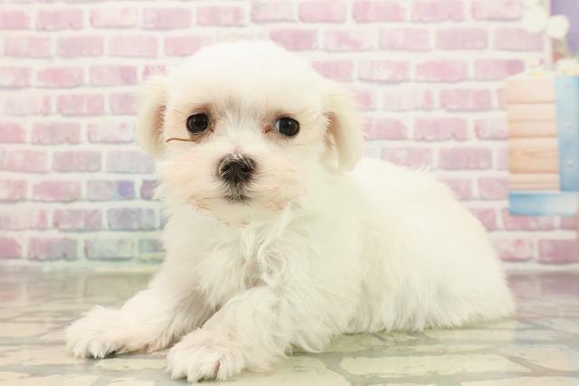 東京都のマルチーズ (Coo&RIKU東久留米店/2025年8月11日生まれ/男の子/ホワイト)の子犬の2枚目の画像