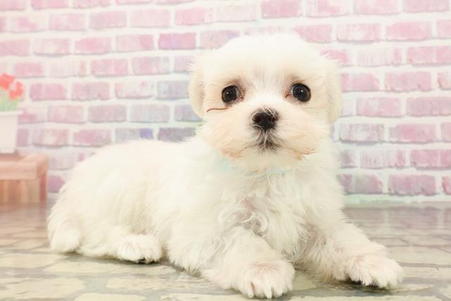 東京都のマルチーズ (Coo&RIKU東久留米店/2025年8月11日生まれ/男の子/ホワイト)の子犬の3枚目の画像