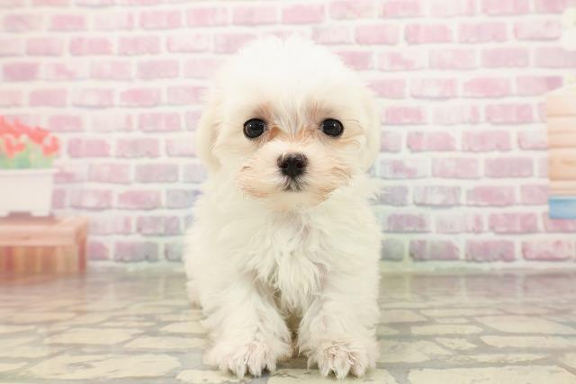 千葉県のマルチーズ (Coo&RIKU市原店/2025年8月11日生まれ/女の子/ホワイト)の子犬の1枚目の画像