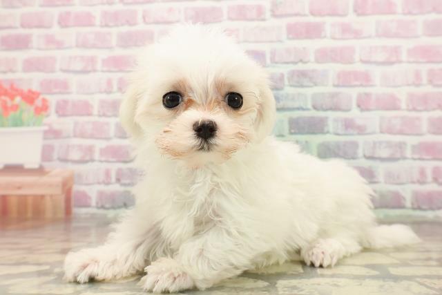 千葉県のマルチーズ (Coo&RIKU市原店/2025年8月11日生まれ/女の子/ホワイト)の子犬の2枚目の画像