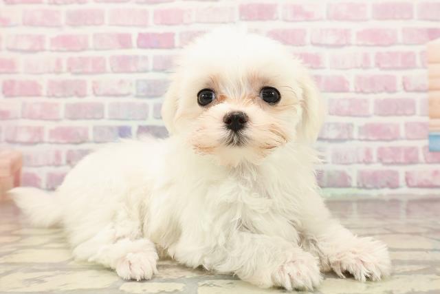 千葉県のマルチーズ (Coo&RIKU市原店/2025年8月11日生まれ/女の子/ホワイト)の子犬の3枚目の画像