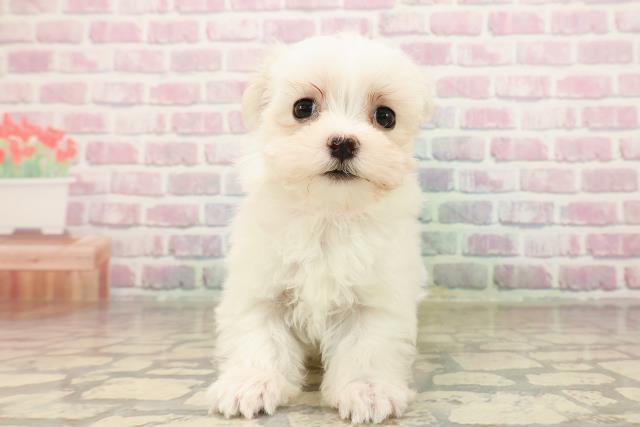 千葉県のマルチーズ (Coo&RIKU東船橋店/2025年8月11日生まれ/女の子/ホワイト)の子犬の1枚目の画像