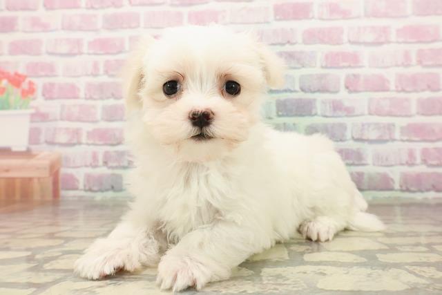 千葉県のマルチーズ (Coo&RIKU東船橋店/2025年8月11日生まれ/女の子/ホワイト)の子犬の2枚目の画像