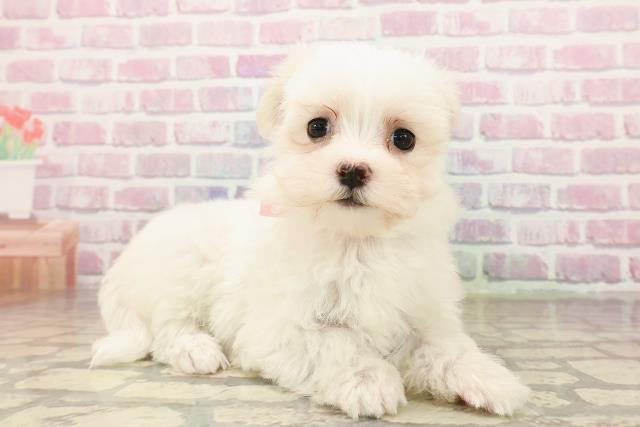 千葉県のマルチーズ (Coo&RIKU東船橋店/2025年8月11日生まれ/女の子/ホワイト)の子犬の3枚目の画像