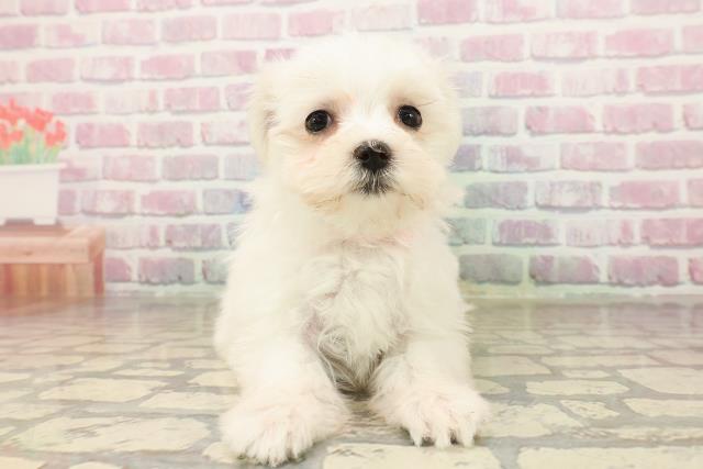 神奈川県のマルチーズ (Coo&RIKU藤沢店/2025年8月11日生まれ/女の子/ホワイト)の子犬の1枚目の画像