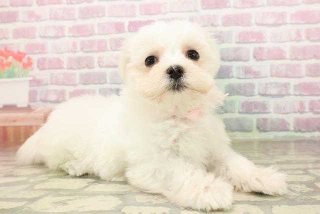 神奈川県のマルチーズ (Coo&RIKU藤沢店/2025年8月11日生まれ/女の子/ホワイト)の子犬の3枚目の画像