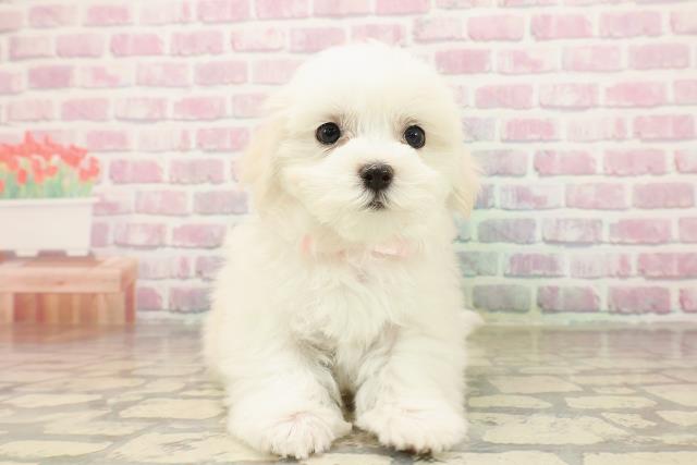 茨城県のマルチーズ (Coo&RIKU石岡店/2025年8月11日生まれ/女の子/ホワイト)の子犬