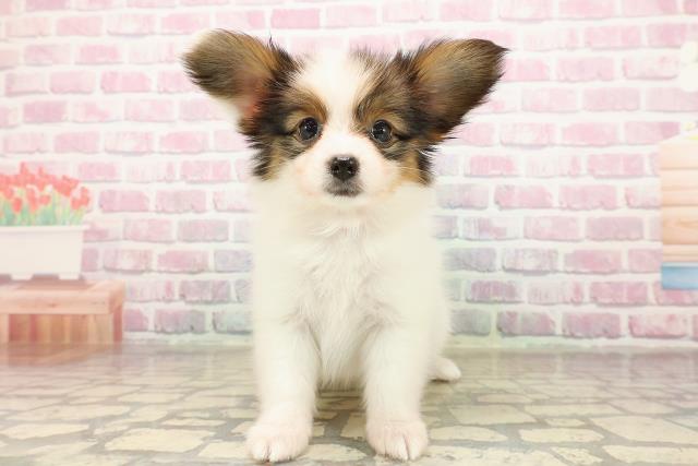 茨城県のパピヨン (Coo&RIKU石岡店/2025年8月12日生まれ/女の子/ホワイトブラウン)の子犬