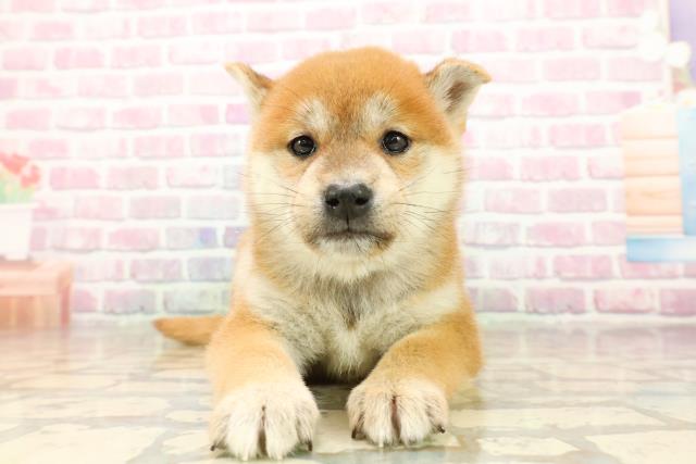 柴犬