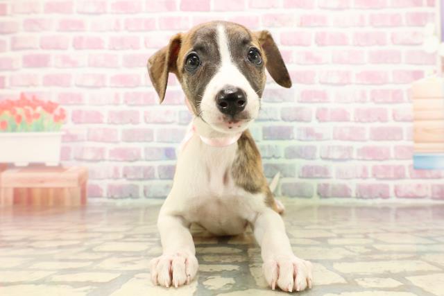東京都のウィペット (Coo&RIKU足立本店/2025年8月6日生まれ/女の子/ブリンドルホワイト)の子犬の1枚目の画像