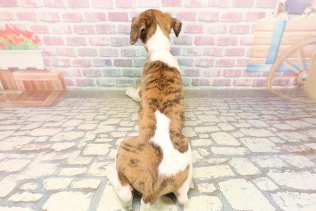 東京都のウィペット (Coo&RIKU足立本店/2025年8月6日生まれ/女の子/ブリンドルホワイト)の子犬の4枚目の画像