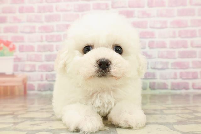 東京都のビションフリーゼ (Coo&RIKU中野サンモール店/2025年8月9日生まれ/女の子/ホワイト)の子犬の1枚目の画像