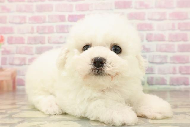 東京都のビションフリーゼ (Coo&RIKU中野サンモール店/2025年8月9日生まれ/女の子/ホワイト)の子犬の3枚目の画像