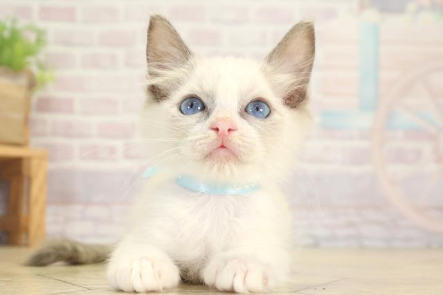 静岡県のラグドール (Coo&RIKU浜松店/2025年7月17日生まれ/男の子/ブルーポイントバイカラー)の子猫