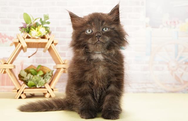 岐阜県のラガマフィン (Coo&RIKU岐南店/2025年8月12日生まれ/男の子/ブラックスモーク)の子猫の1枚目の画像