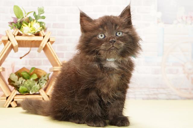 岐阜県のラガマフィン (Coo&RIKU岐南店/2025年8月12日生まれ/男の子/ブラックスモーク)の子猫の2枚目の画像