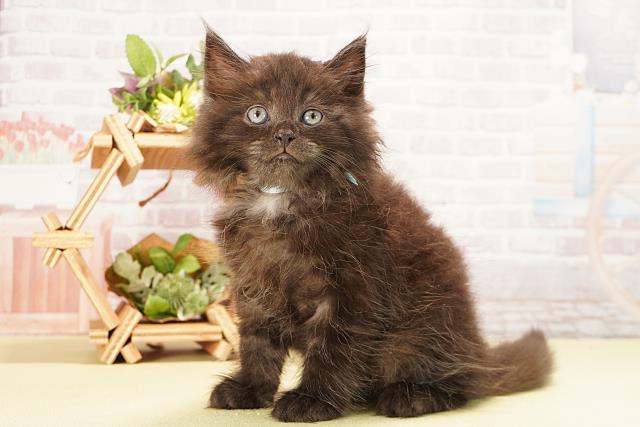 岐阜県のラガマフィン (Coo&RIKU岐南店/2025年8月12日生まれ/男の子/ブラックスモーク)の子猫の3枚目の画像