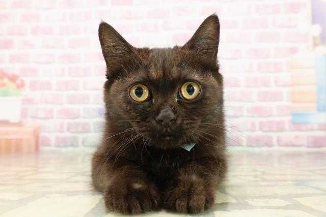 埼玉県のスコティッシュフォールド (Coo&RIKU春日部店/2025年5月9日生まれ/男の子/ブラック)の子猫の1枚目の画像
