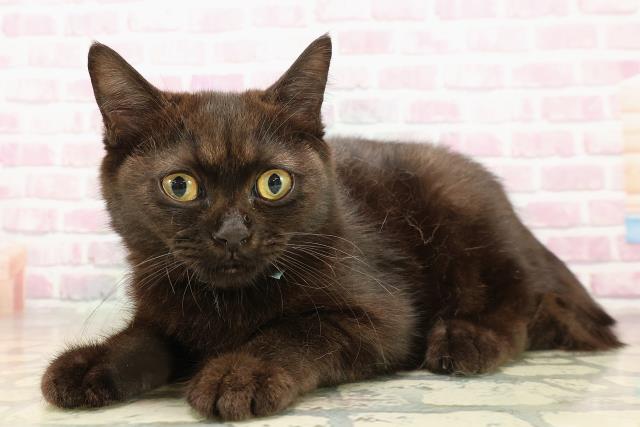 埼玉県のスコティッシュフォールド (Coo&RIKU春日部店/2025年5月9日生まれ/男の子/ブラック)の子猫の2枚目の画像