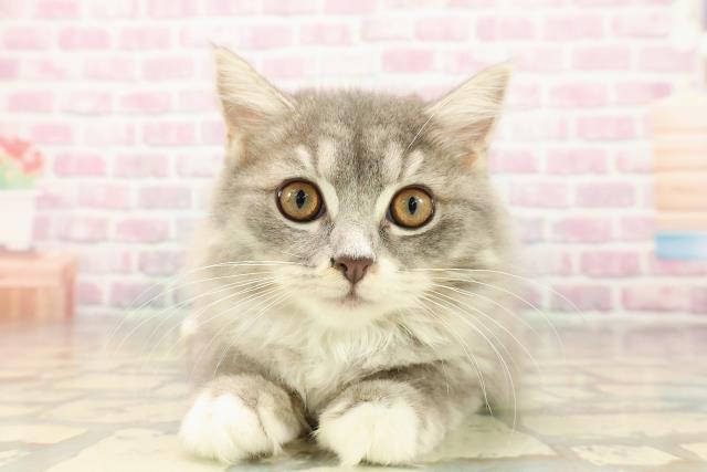 埼玉県のラガマフィン (Coo&RIKU川越店/2025年6月21日生まれ/女の子/ブルータビーホワイト)の子猫の1枚目の画像