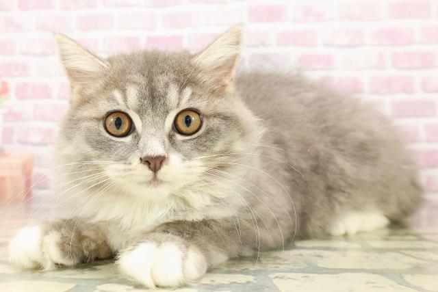 埼玉県のラガマフィン (Coo&RIKU川越店/2025年6月21日生まれ/女の子/ブルータビーホワイト)の子猫の2枚目の画像