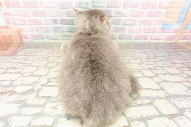 埼玉県のラガマフィン (Coo&RIKU川越店/2025年6月21日生まれ/女の子/ブルータビーホワイト)の子猫の4枚目の画像