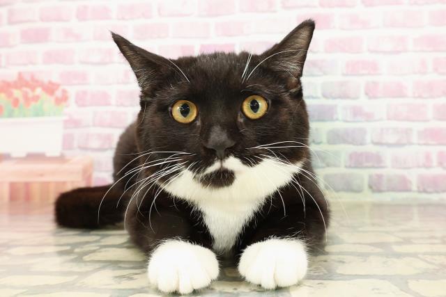 マンチカン(長足)