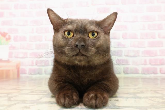 埼玉県のマンチカン (Coo&RIKUアニマルケアセンター大宮/2025年5月1日生まれ/男の子/ブラックスモーク)の子猫