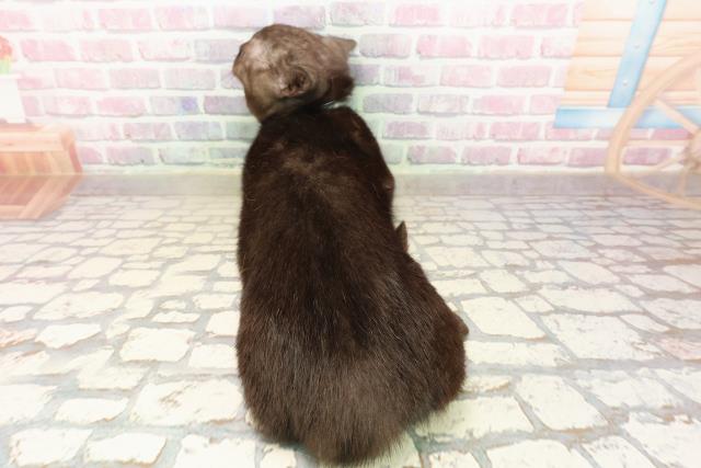 埼玉県のマンチカン (Coo&RIKUアニマルケアセンター大宮/2025年5月1日生まれ/男の子/ブラックスモーク)の子猫の4枚目の画像