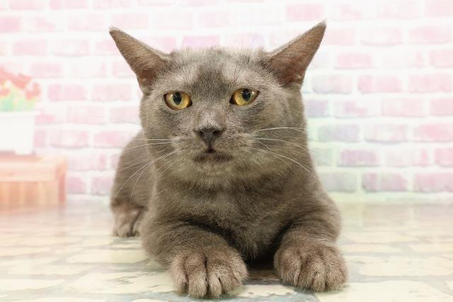 埼玉県のマンチカン (Coo&RIKU所沢店/2025年5月1日生まれ/女の子/ブラックスモーク)の子猫