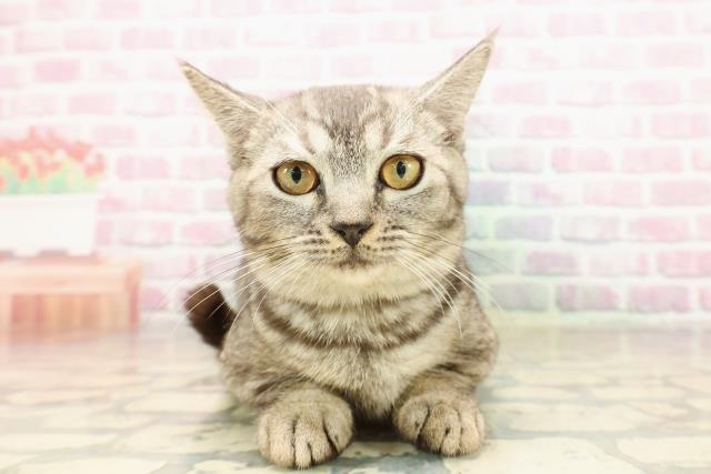 静岡県のマンチカン (Coo&RIKU掛川店/2025年5月1日生まれ/女の子/シルバータビー)の子猫