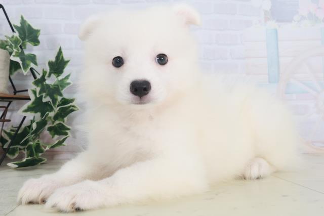 宮崎県の日本スピッツ (Coo&RIKU宮崎店/2025年8月11日生まれ/男の子/ホワイト)の子犬の3枚目の画像